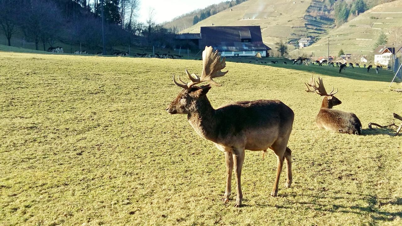 Hotel Schwarzenbergs Traube Glottertal Dış mekan fotoğraf